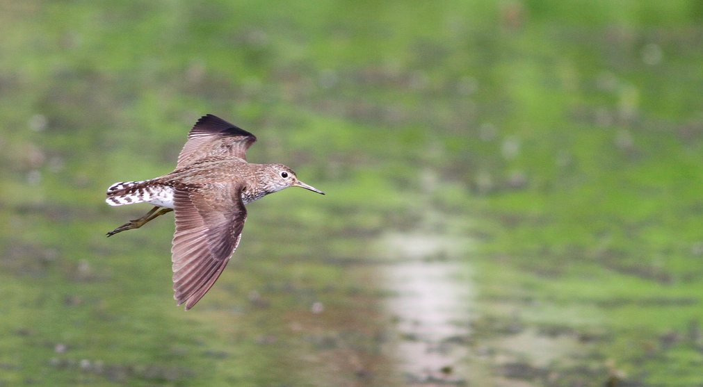 Screenshot 2015-08-14 08.48.31