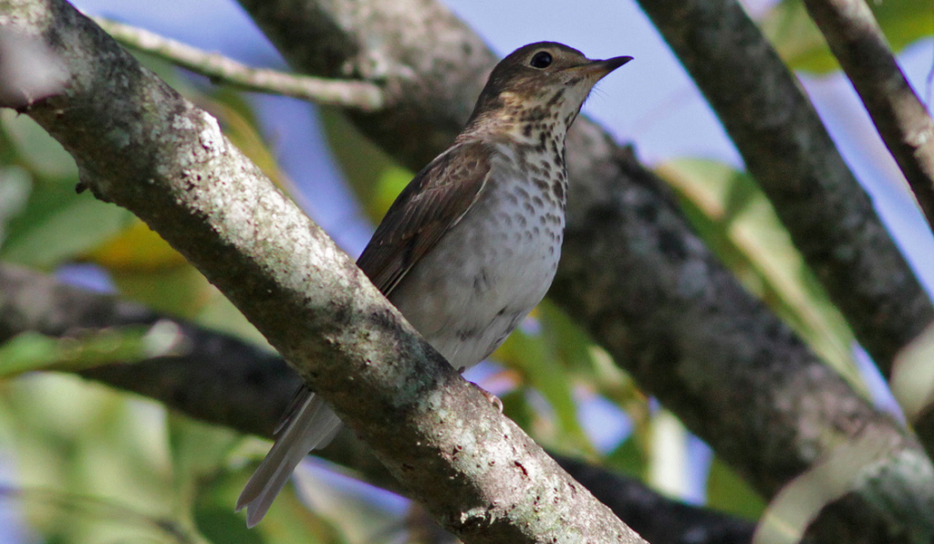 Screenshot 2015-08-21 08.53.42