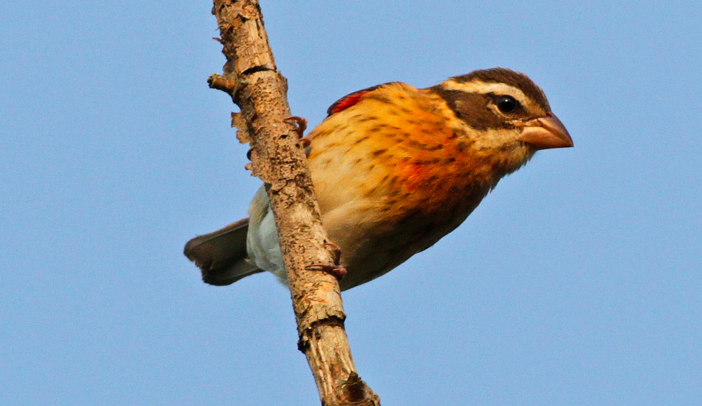 Screenshot 2015-08-21 08.56.09