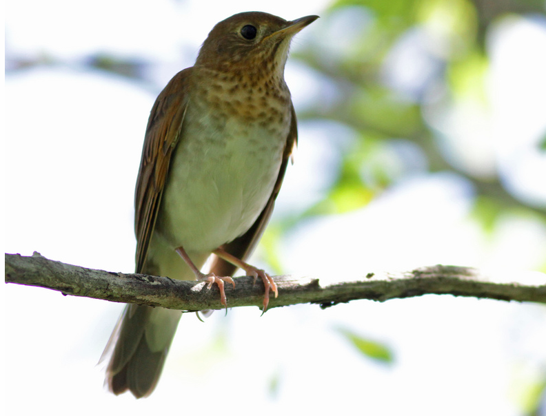 Screenshot 2015-08-21 08.57.38