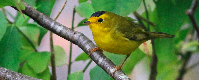 Screenshot 2015-08-21 09.01.15