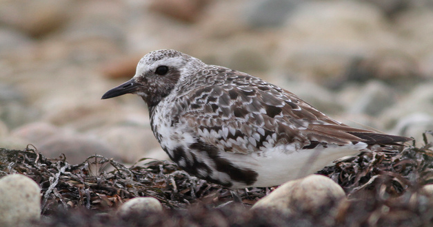 Screenshot 2015-08-21 09.04.48