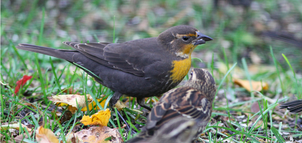 Screenshot 2015-08-21 09.12.50