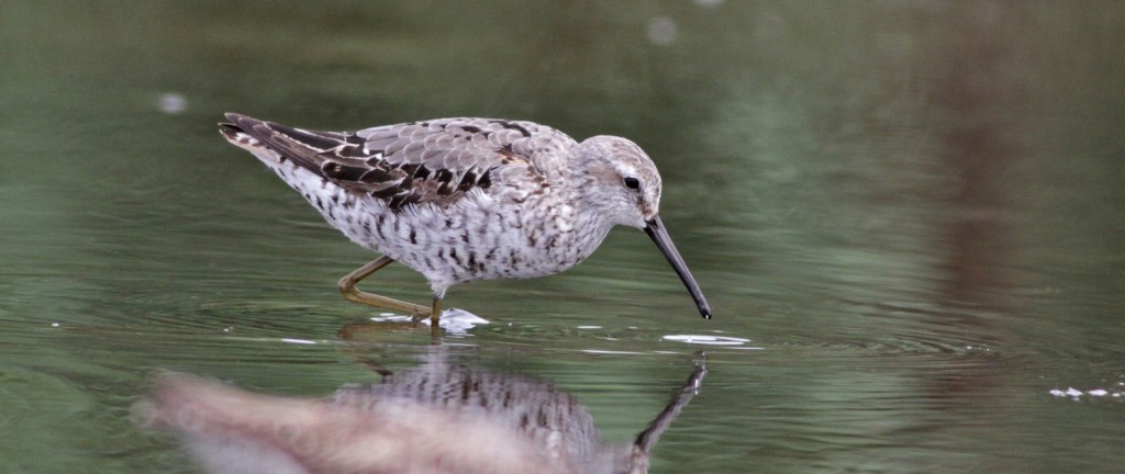 Screenshot 2015-09-04 13.33.37