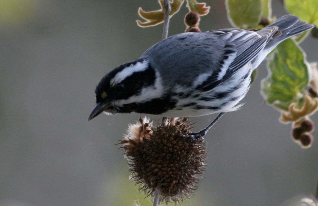 Screenshot 2015-09-04 13.43.11