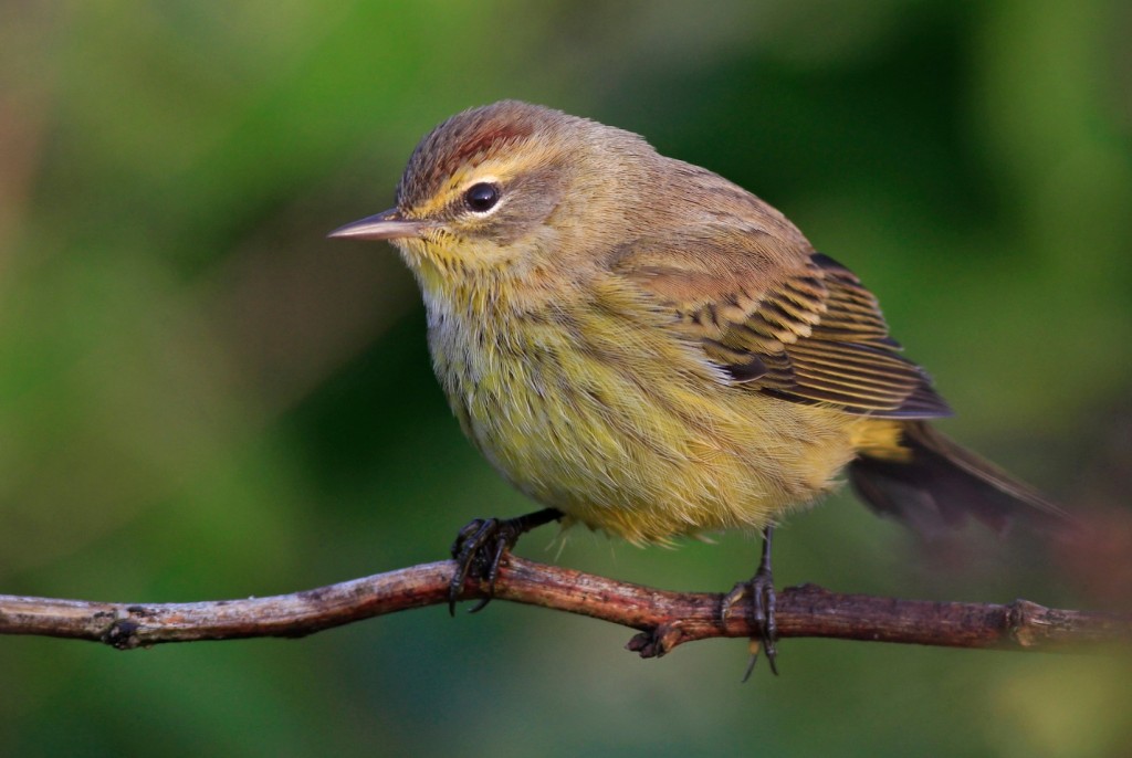 Screenshot 2015-09-04 13.44.34