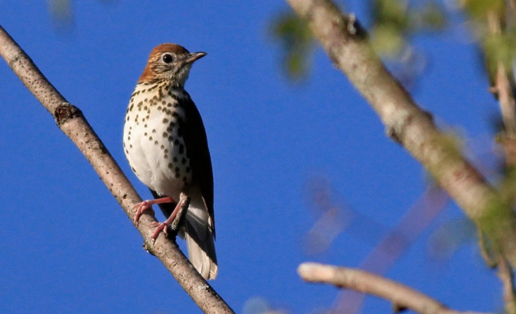 Screenshot 2015-09-04 13.45.22