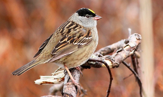 Screenshot 2015-09-11 13.41.58