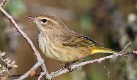 Screenshot 2015-09-11 13.42.56