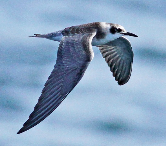 Screenshot 2015-09-18 13.04.29