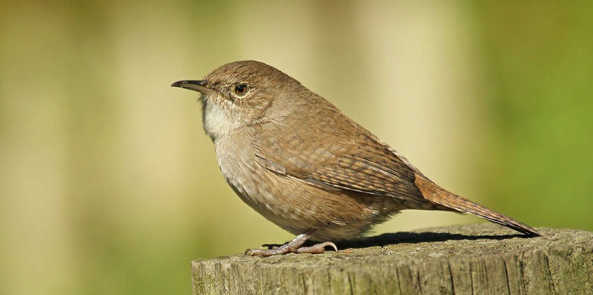 House Wren, Ryan Schain.