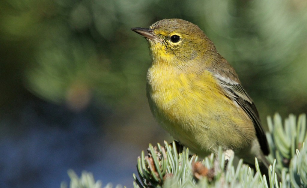Pine Warbler, Ryan Schain.