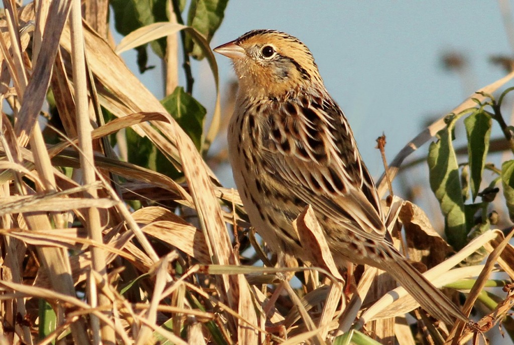 Le Conte's Sparrow, Ryan Schain.