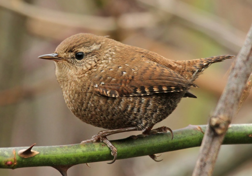Winter Wren, Luke Seitz.