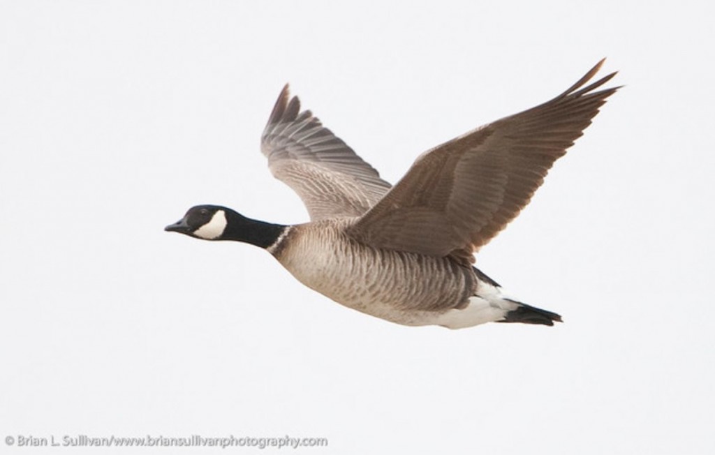 Screenshot 2015-10-02 13.26.54