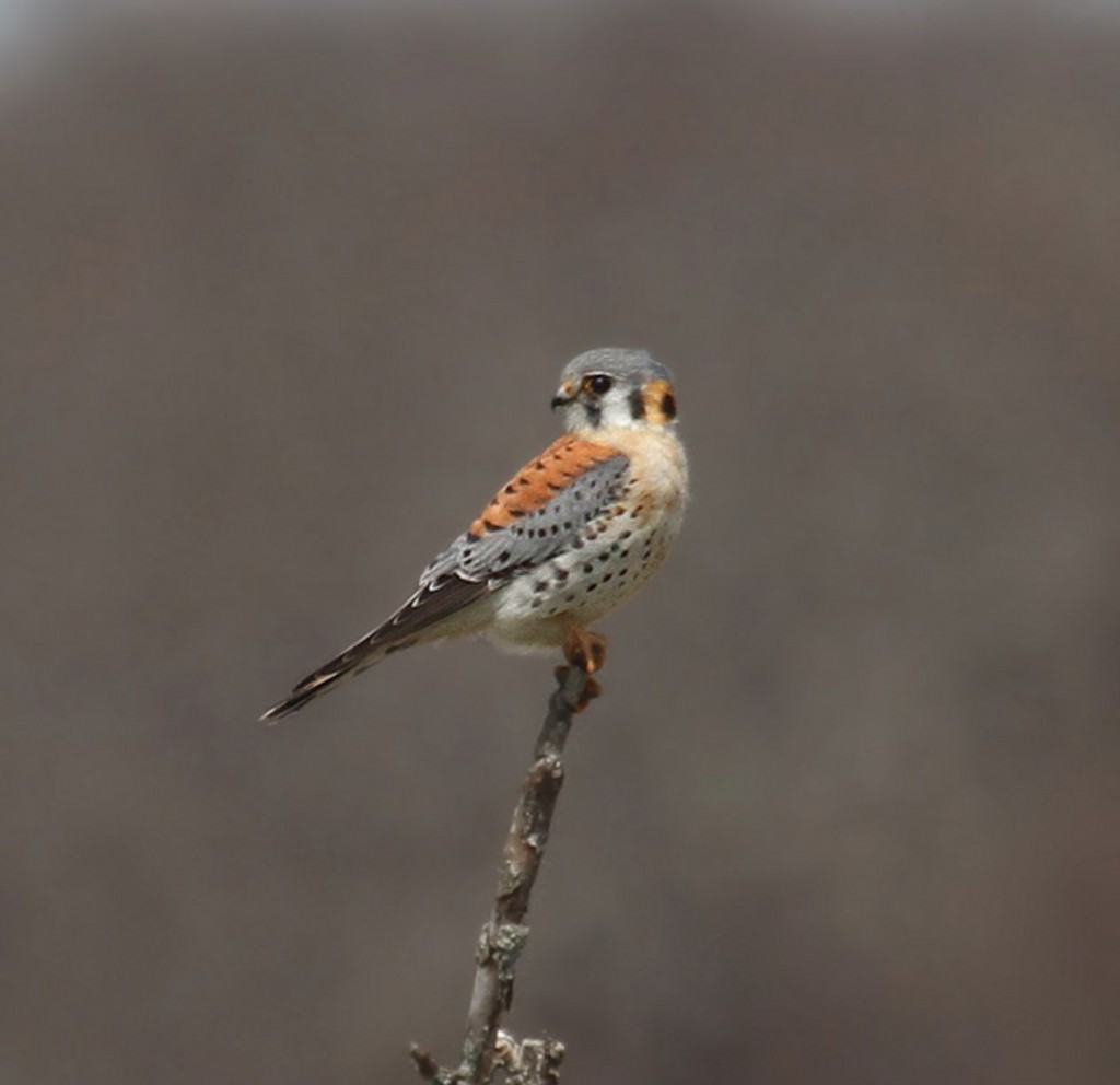 Screenshot 2015-10-02 13.29.00