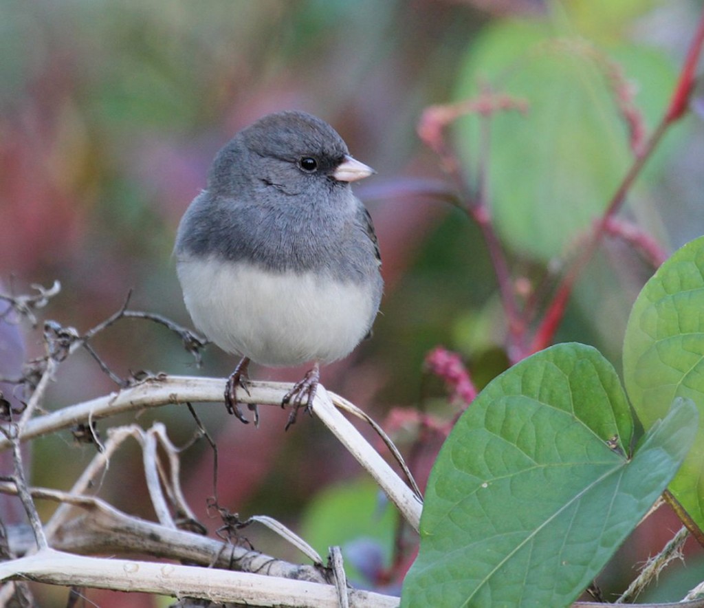 Screenshot 2015-10-02 13.30.16