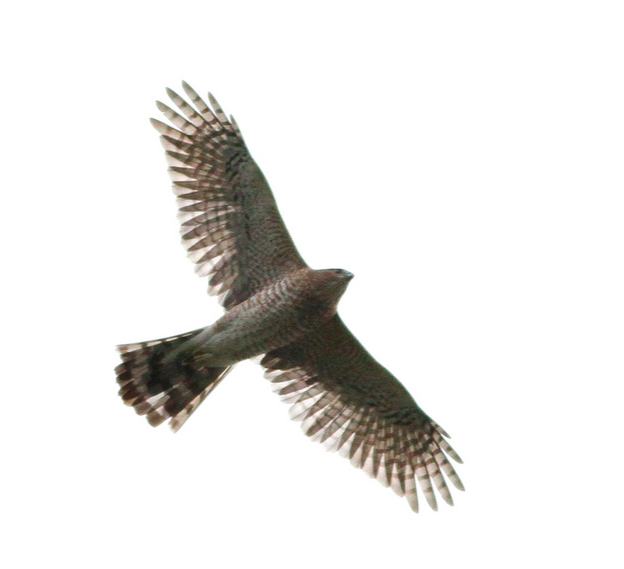 Cooper's Hawk, Ian Davies