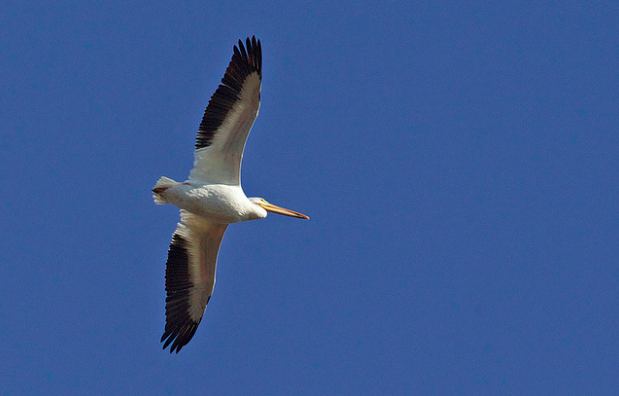 American White Pelican, Ian Davies