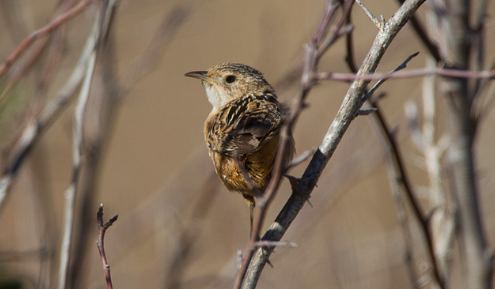 Sedge Wren, Chris Wood