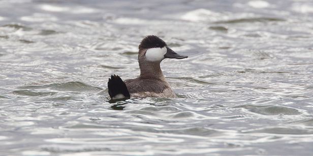 Ruddy Duck, Chris Wood