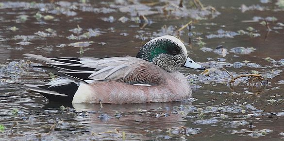 Screenshot 2015-10-16 13.33.27