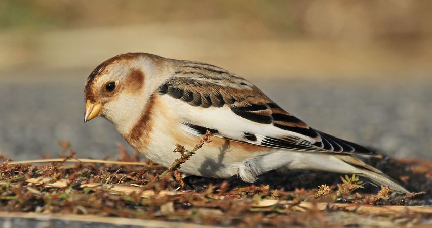 Screenshot 2015-10-23 08.52.56