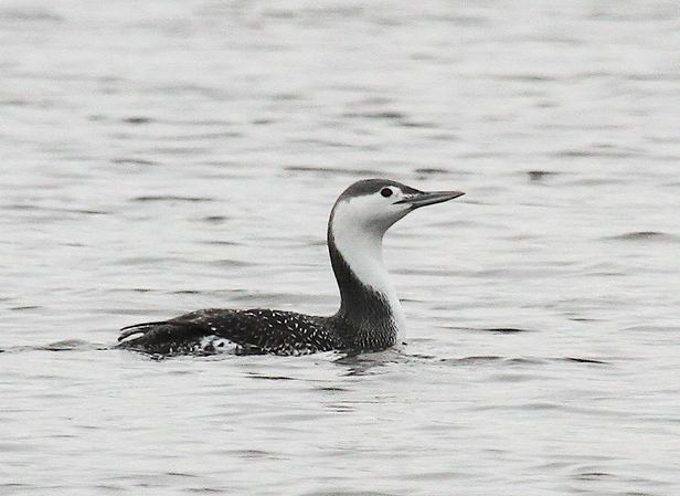 Screenshot 2015-10-23 11.38.09