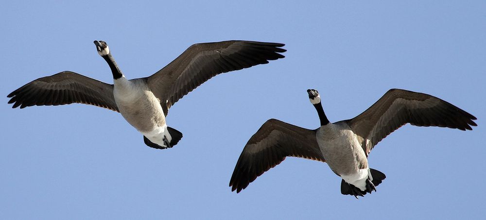 Canada Goose, Ryan Schain