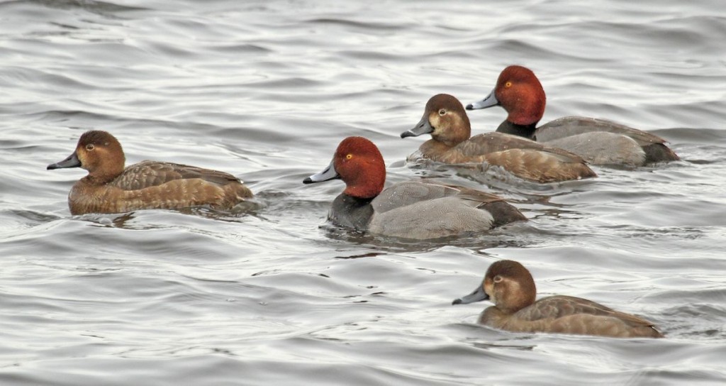 Redhead, Ryan Schain