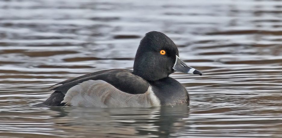 Ring-necked Duck, Ryan Schain