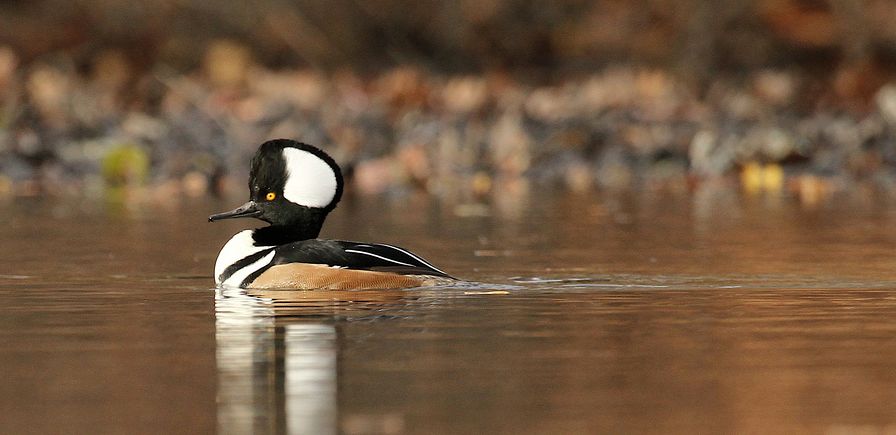 Screenshot 2015-10-30 11.29.38