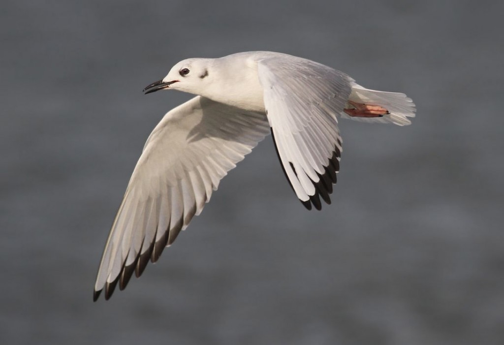 Bonaparte's Gull, Ryan Schain