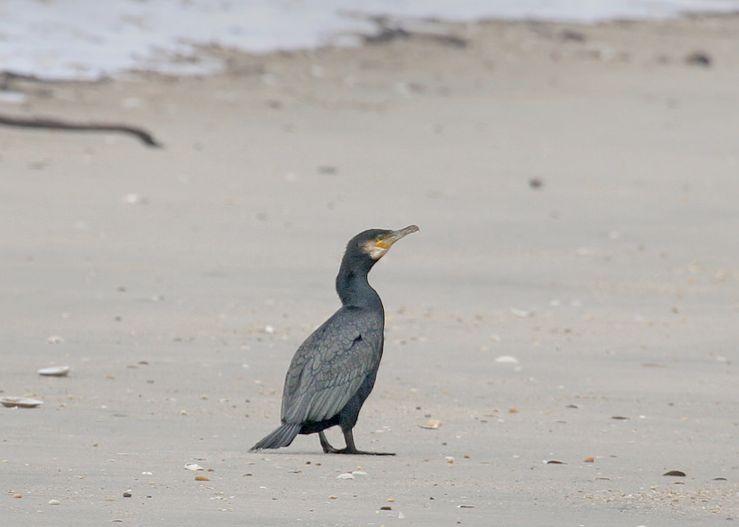 Screenshot 2015-10-30 11.39.47