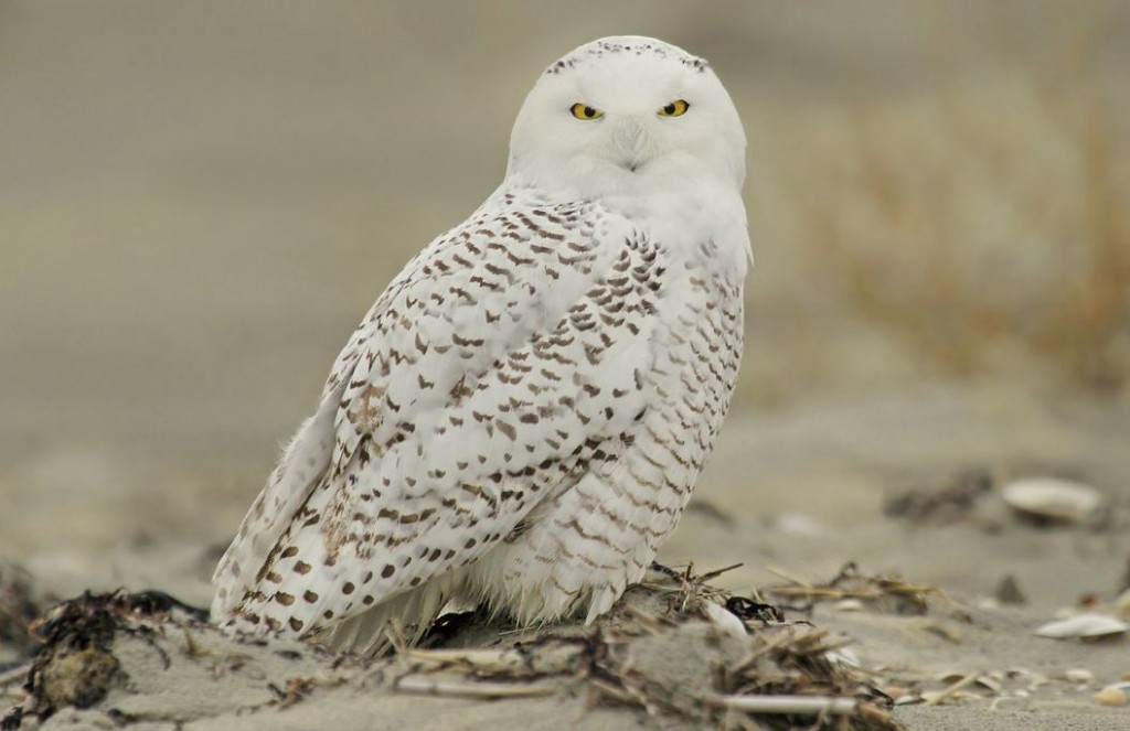 Snowy Owl, Ryan Schain
