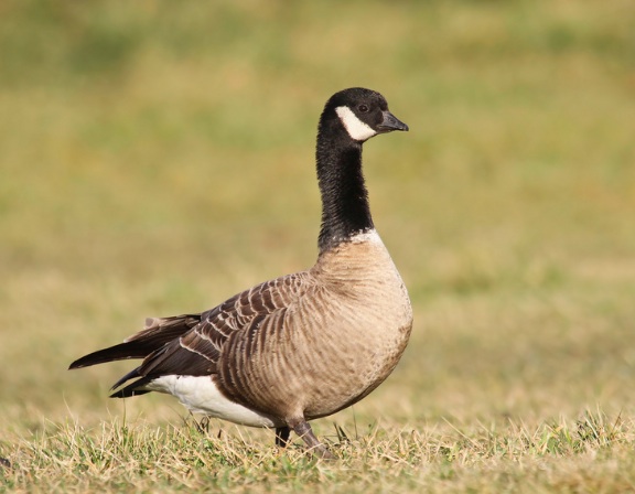 Cackling Goose, Ryan Schain