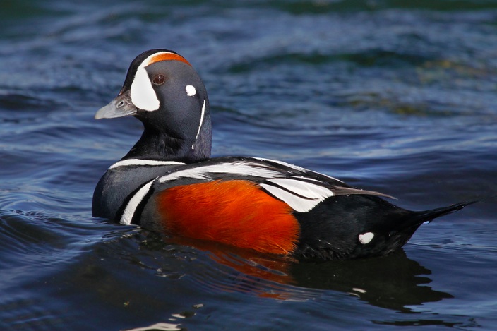 Harlequin Duck, Ryan Schain