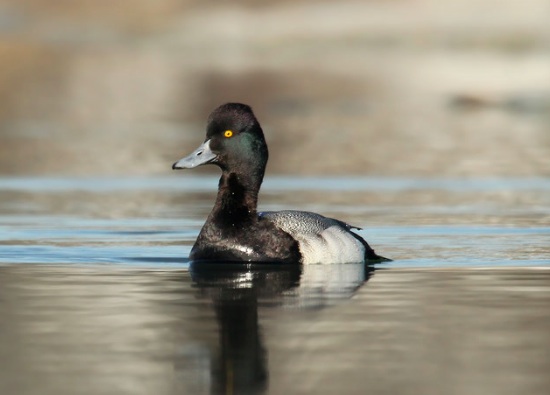 Lesser Scaup, Ryan Schain