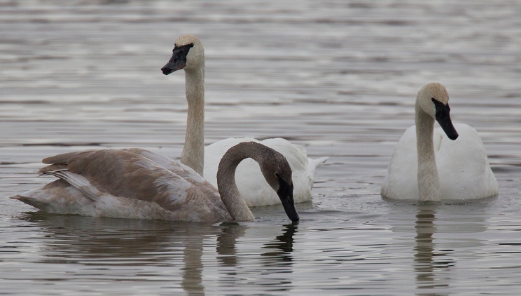 Trumpeter Swans, Chris Wood