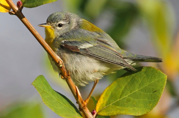 Screenshot 2015-11-06 15.17.12