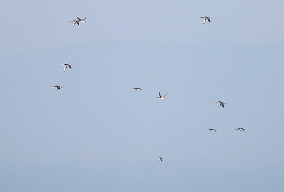 Pacific Loon, Brian Sullivan