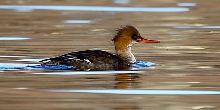 Red-breasted Merganser, Ryan Schain