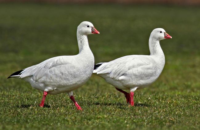 Ross's Goose, Ryan Schain