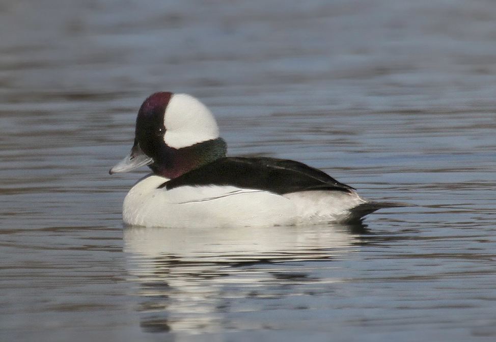 Bufflehead, Ryan Schain