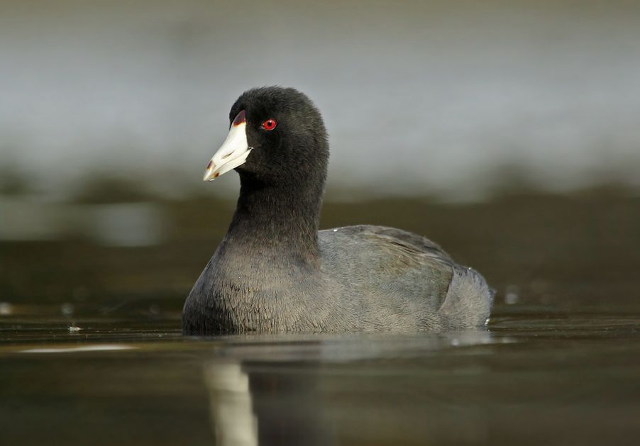 American Coot, Ryan Schain