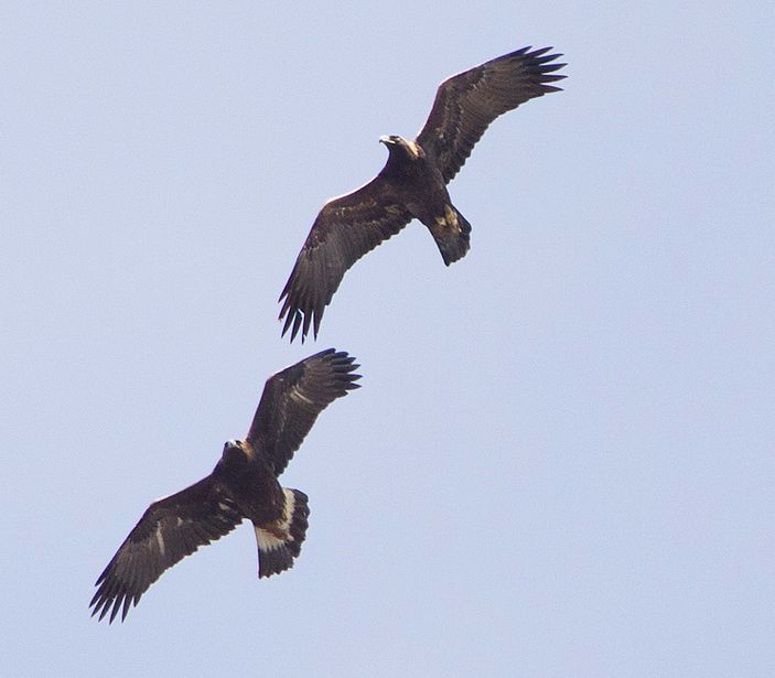 Golden Eagle, Brian Sullivan