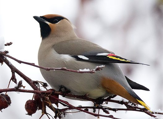 Bohemian Waxwing, Chris Wood
