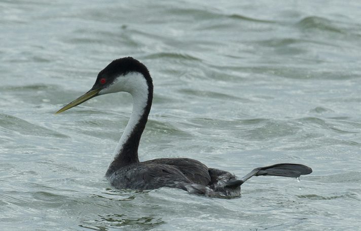 Western Grebe, Chris Wood