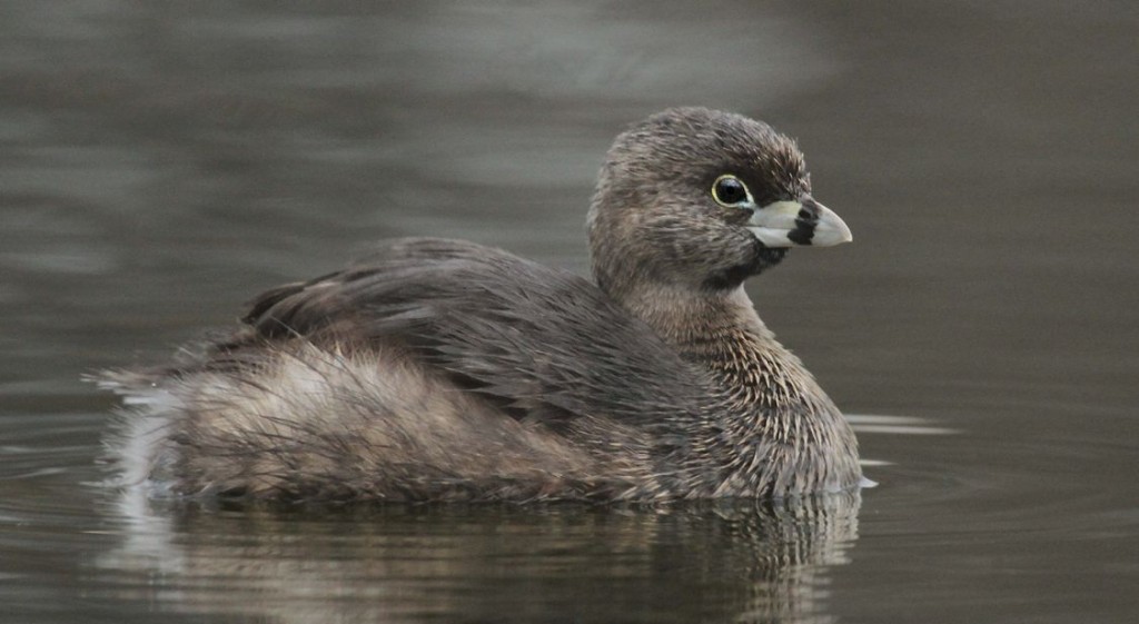 Pied-billed Grebe, Ryan Schain
