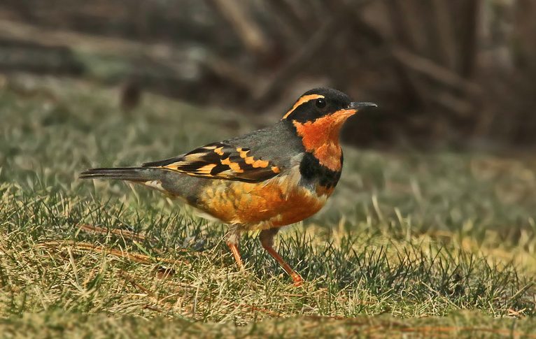 Varied Thrush, Ryan Schain